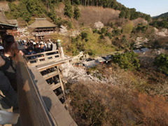 清水から飛び降りる？？　　　　怖い怖い！