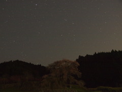 深夜の又兵衛桜　　　　いん奈良