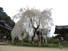 しだれ桜　　奈良県　大野寺