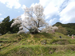 千年桜　　　　　in仏隆寺