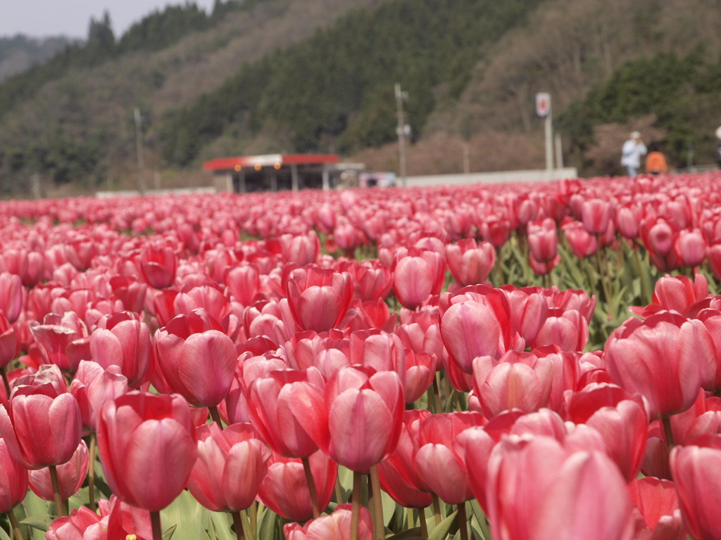 選り取り花いっぱい！