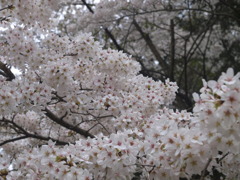 桜　　とってもきれい！