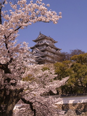 姫路城　　桜満開