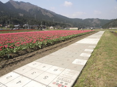 リサイクル歩道沿いに咲く　チューリップ！！