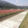リサイクル歩道沿いに咲く　チューリップ！！