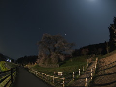 ライトと月夜の又兵衛桜