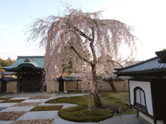 高台寺　しだれ桜　　　　　京都市内