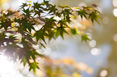 こんにちは！紅葉です！もう少しで行きます！