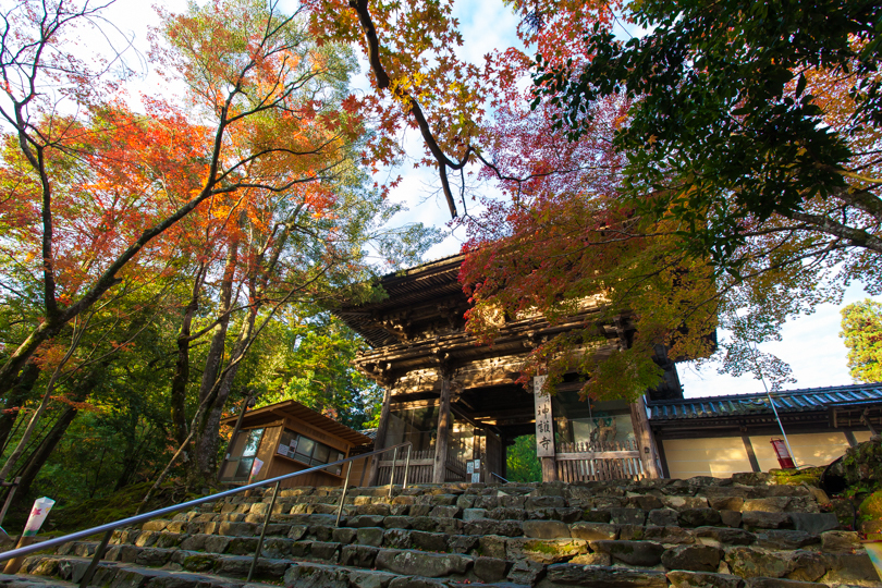 紅葉シーズンはじまりはじまり