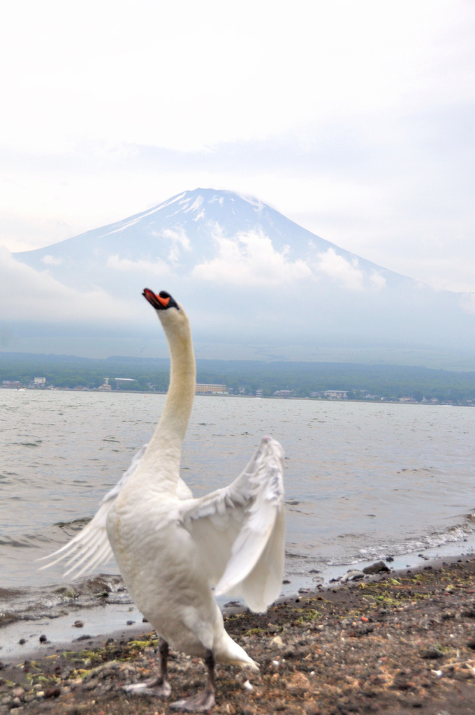 白鳥の湖