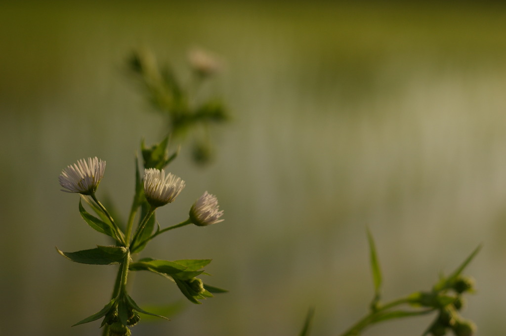 夕暮れ時の田んぼ脇の花
