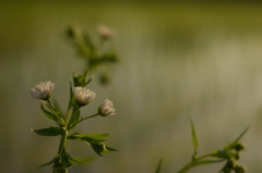 夕暮れ時の田んぼ脇の花
