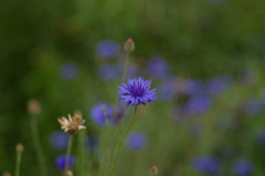 土手に咲いていた花