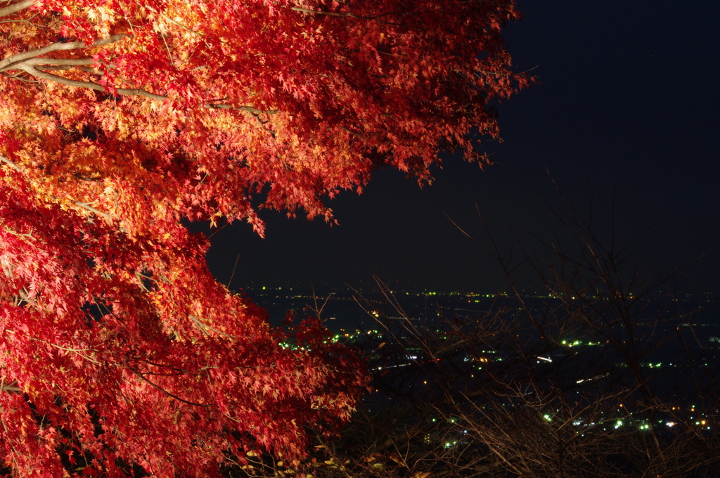 紅葉夜景