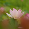 つがの里_蓮