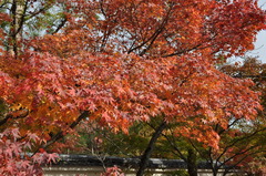 紅葉