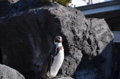 孤高のペンギン