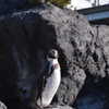 孤高のペンギン