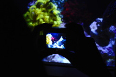 写真の写真