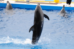 水上走り