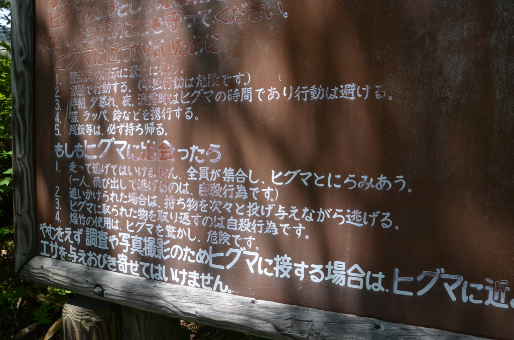 ヒグマを見かけたら睨みつけましょう。