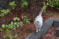 嵐山の看板猫？？