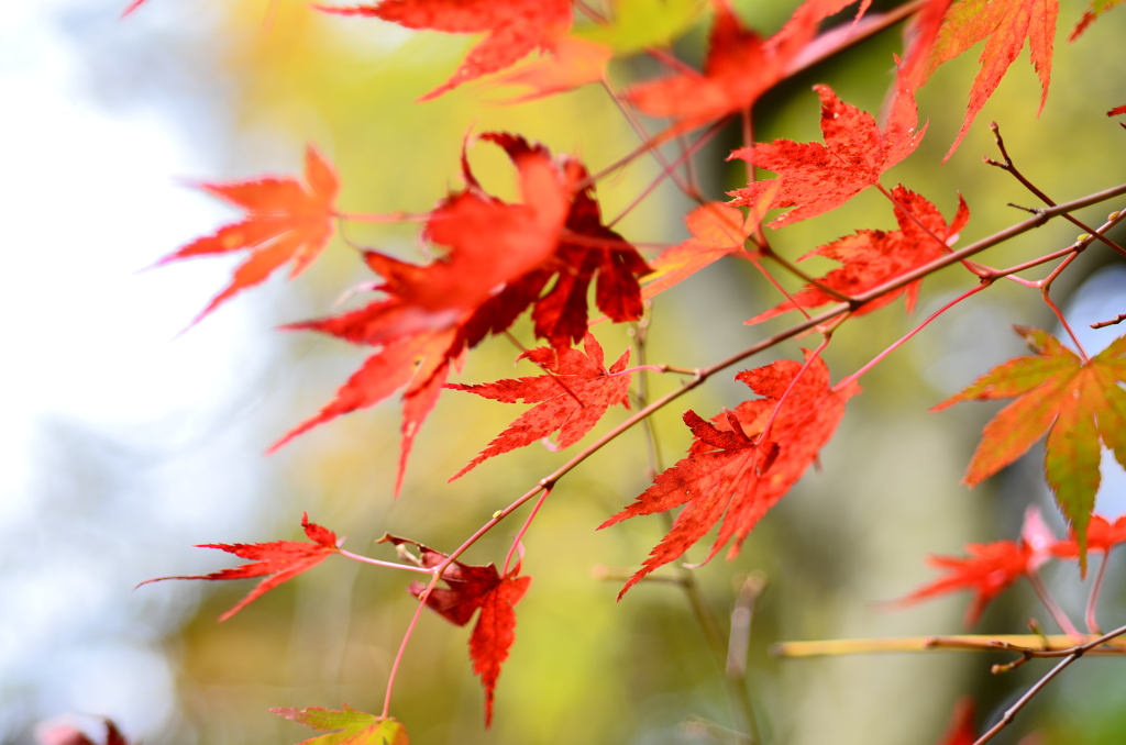 紅葉の頃