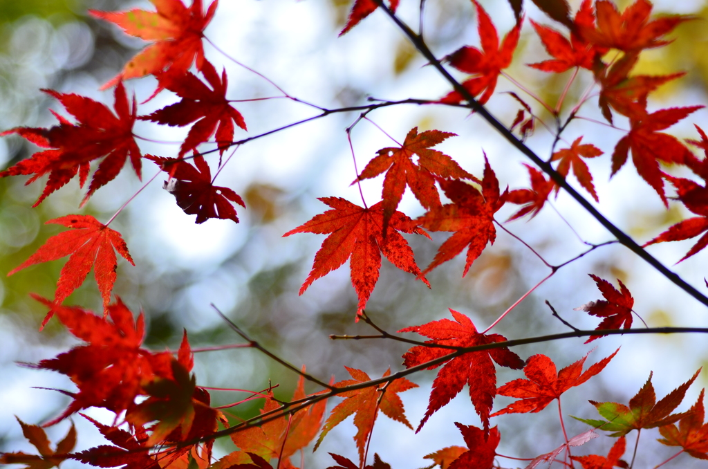 燃える紅