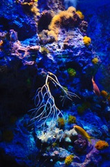 海底の偽楽園