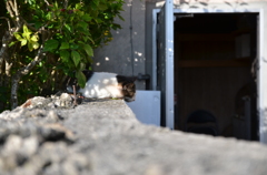 沖縄時間の猫
