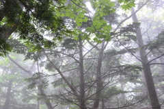 FOG TREE