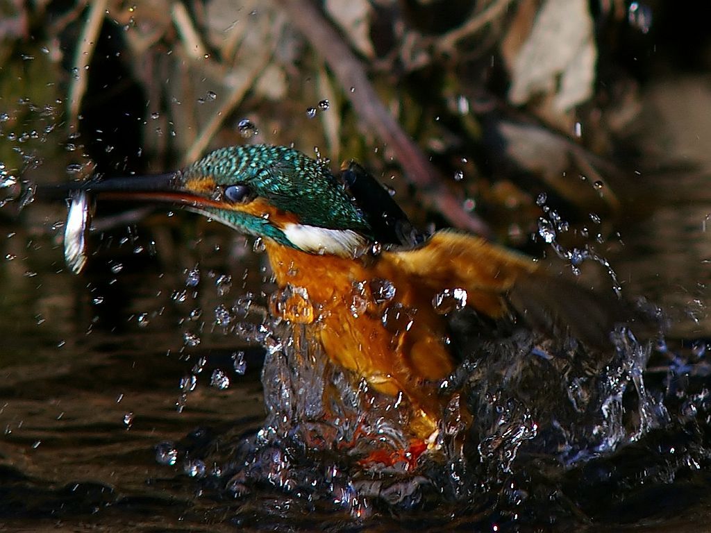 カワセミ