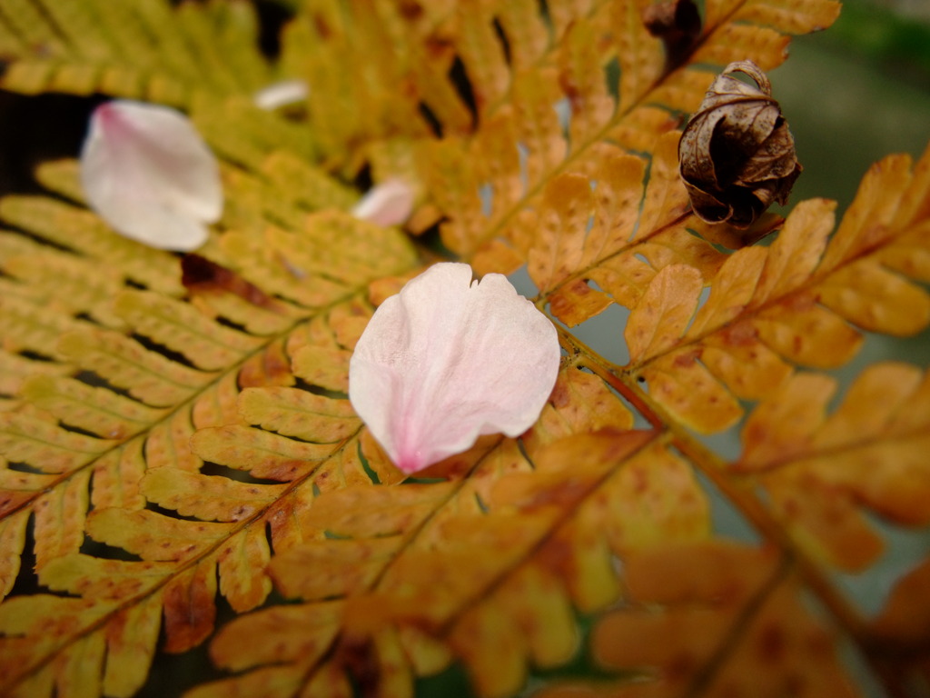 ＳＡＫＵＲＡ　ＯＮ　LＥＡＦ