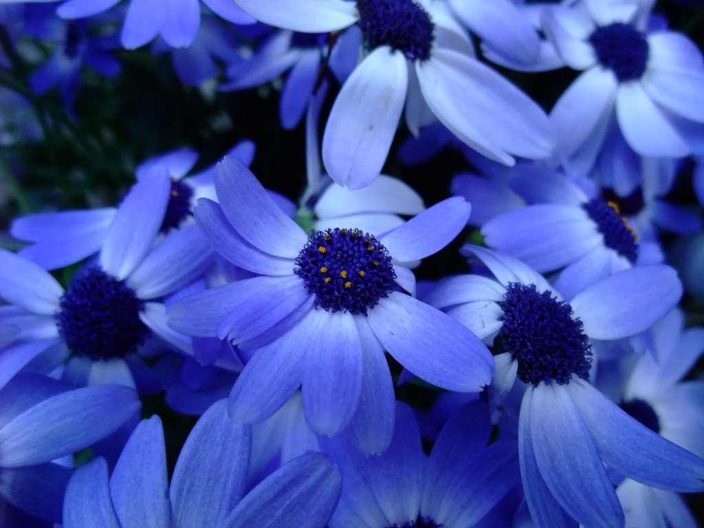 ＢＬＵＥ　ＦＬＯＷＥＲ