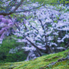 散り始め