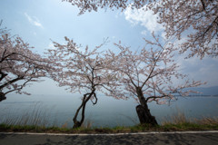 桜と空と湖と