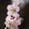 今年最初の梅の花