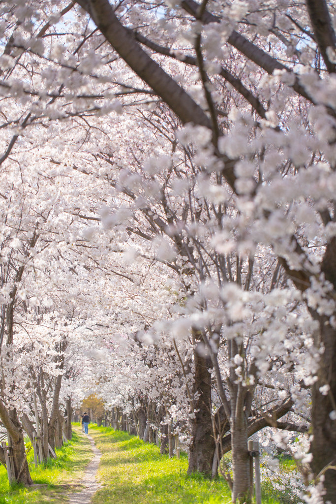 桜のトンネル
