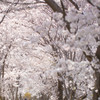 桜のトンネル