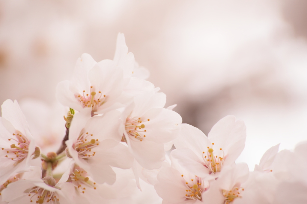 花は咲く