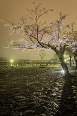 散る前の夜