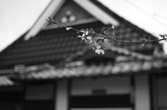 散りゆくさくら。