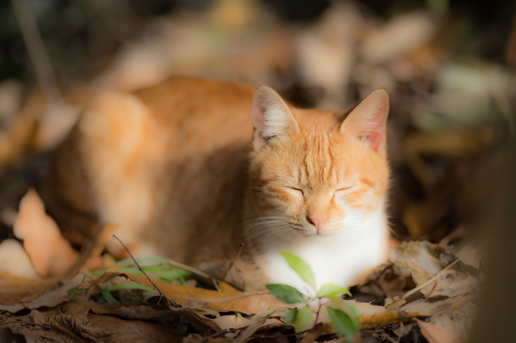 とろけるにゃん