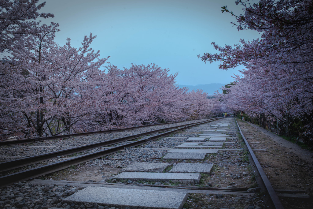 桜LINE