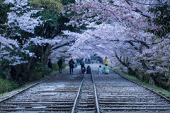 桜の線路