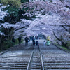 桜の線路