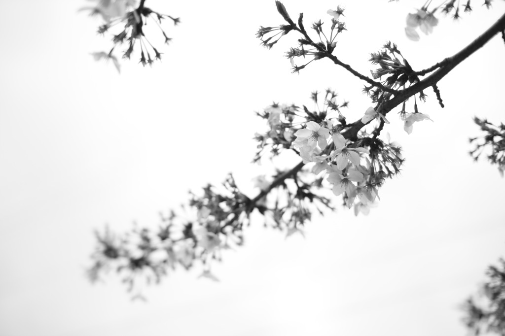 散りゆくさくら。