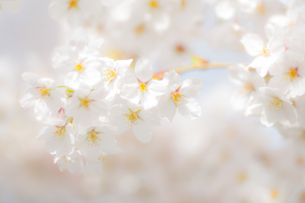桜の季節