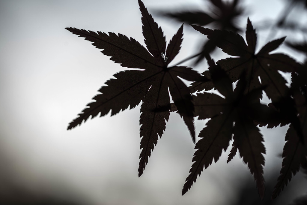 黒紅葉