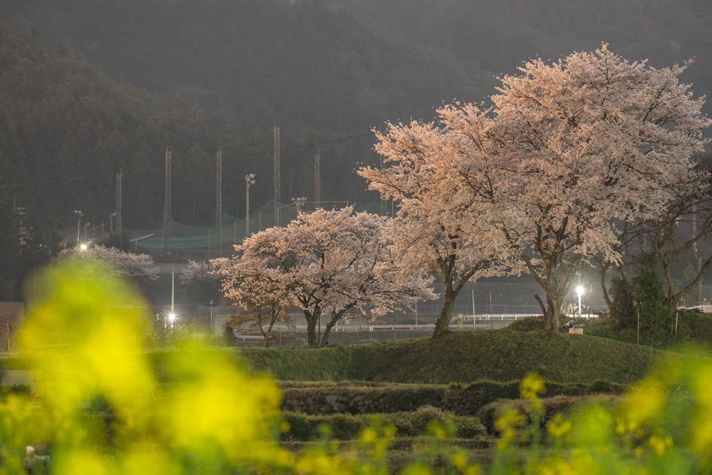 月明かりの風景